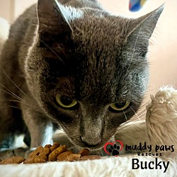 Thumbnail photo of Bucky #3