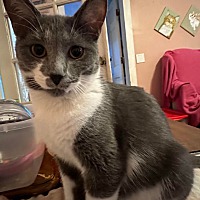 adopt a pet