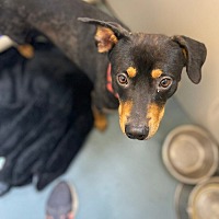 adopt a pet