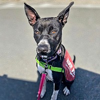 adopt a pet