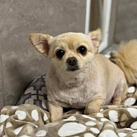 adopt-pet