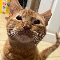 adopt a pet