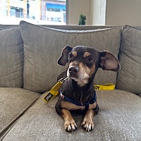 adopt a pet