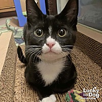 adopt a pet