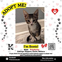 adopt a pet