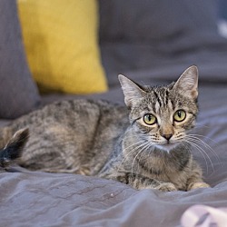 Photo of Annabelle (FELV+) and dog friendly