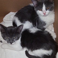 Photo of Sport and Trouble KITTENS