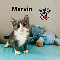 Thumbnail photo of Marvin #4