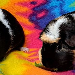 Photo of Oreo