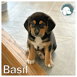 Thumbnail photo of BASIL #1