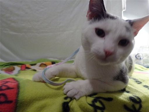 Sparta, IL - Domestic Shorthair. Meet Ethan a Pet for Adoption ...