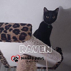 Thumbnail photo of Raven #3