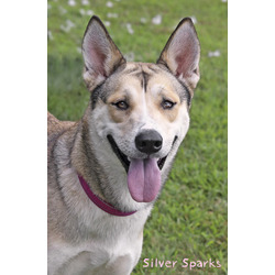 Thumbnail photo of Silver Sparks (in foster) #1