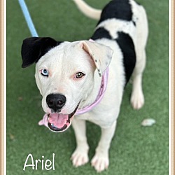 Thumbnail photo of ARIEL #2