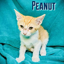 Thumbnail photo of Peanut #2