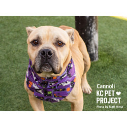 Thumbnail photo of Cannoli #1