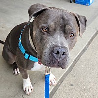 adopt a pet