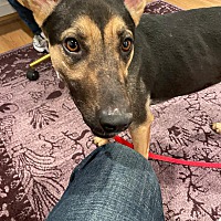 BAILEY - German Shepherd Dog available for adoption