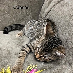 Thumbnail photo of Caesar #1