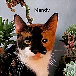 Thumbnail photo of Mandy #2