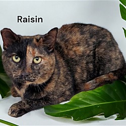 Thumbnail photo of Raisin #2