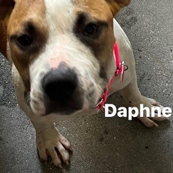 Photo of DAPHNE-A2148602