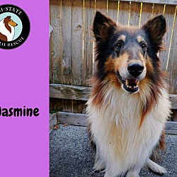 Thumbnail photo of Jasmine #1