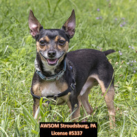 adopt a pet