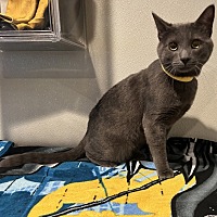 adopt a pet