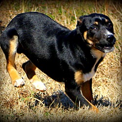 Thumbnail photo of Kilo~adopted! #2