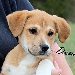 Thumbnail photo of Dawn~adopted! #2