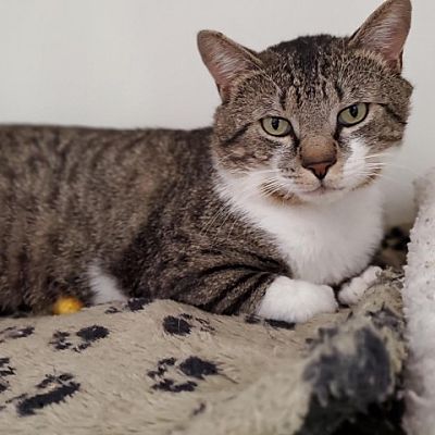 Cumming, GA - Domestic Shorthair. Meet Russell Roo (KU Russell Stover ...