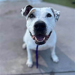 Photo of Ace (Courtesy post)