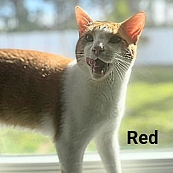 Photo of Red