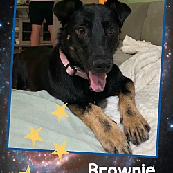 Photo of Brownie