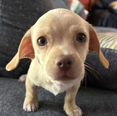 Bonita Springs, FL - Chihuahua/Dachshund. Meet Butters Little Love Bug ...