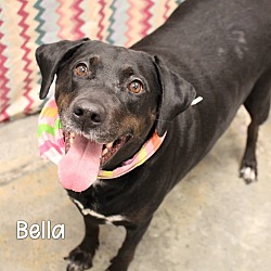 Thumbnail photo of Bella #1