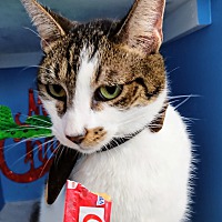 adopt a pet