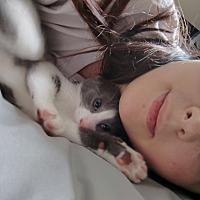 adopt a pet