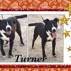 Thumbnail photo of Turner-in CT #1