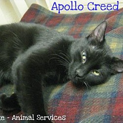Thumbnail photo of Apollo Creed #1