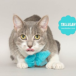 Thumbnail photo of TALLULAH #1