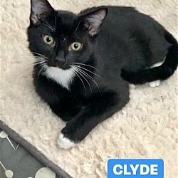 Thumbnail photo of Clyde #1
