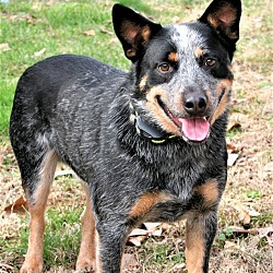 Photo of BLUE MERLIN