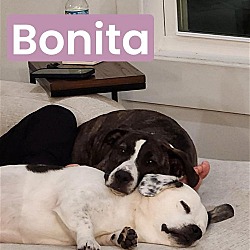 Thumbnail photo of Bonita fka Kavala #3