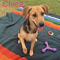 Photo of Chica