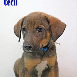 Thumbnail photo of Cecil Seaside #4