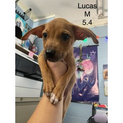 Thumbnail photo of Lucas #2