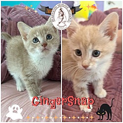 Thumbnail photo of Gingersnap #1