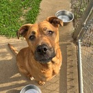 Adopt A Pet :: Spartacus - Versailles, KY